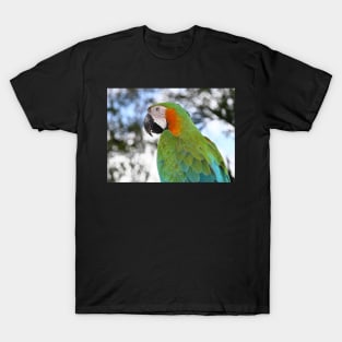 Harlequin Macaw Portrait T-Shirt